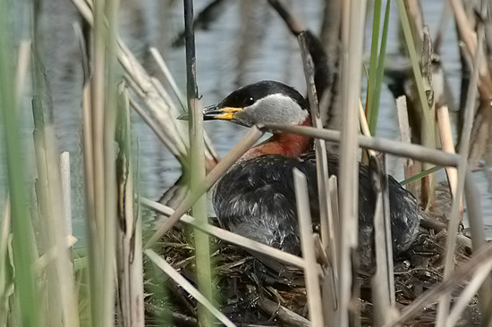 Roodhalsfuut nest.jpg